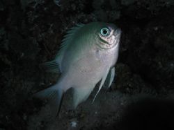 White-belly damsel. The is a huge shutter delay on my dig... by Erik Larsson 